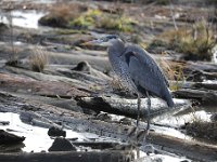 969A6334  Heron at Skagit Wildlife Area