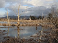 969A6395  Skagit Wildlife Area