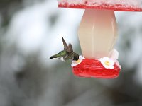 969A6811  Hummingbird in back yard