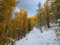 969A9607  Larches on Carne Mountain