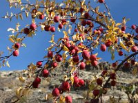 969A9740  Apples in Umtanum Creek