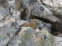 IMG 6806  Pika near Gothic Basic