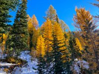 IMG 5151  Larches on Carne Mountain