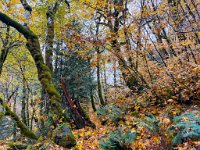 IMG 5209  Trail up Perry Creek