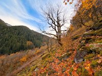 IMG 5227  Trail up Perry Creek