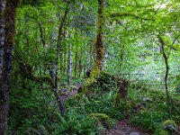 R6  0573  Trail to Trout Lake