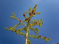 R6  0805  Larch at Easy Pass