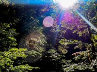 R6  1225a  Along Mt Watson trail