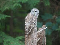 R6  1981  Barred Own in our backyard