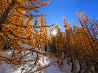 R6  2743  Larches at Carne Mtn