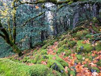 R6  2759  Perry Creek Trail