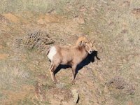 R6  2809  Big Horn Sheep near Vantage