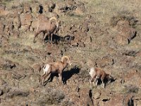 R6  2847  Big Horn Sheep near Vantage