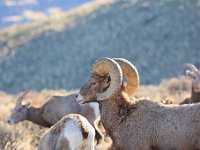 R6  2872  Big Horn Sheep near Vantage