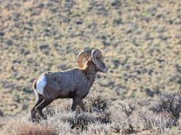 R6  2882  Big Horn Sheep near Vantage