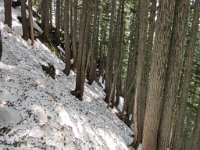  Down through the trees